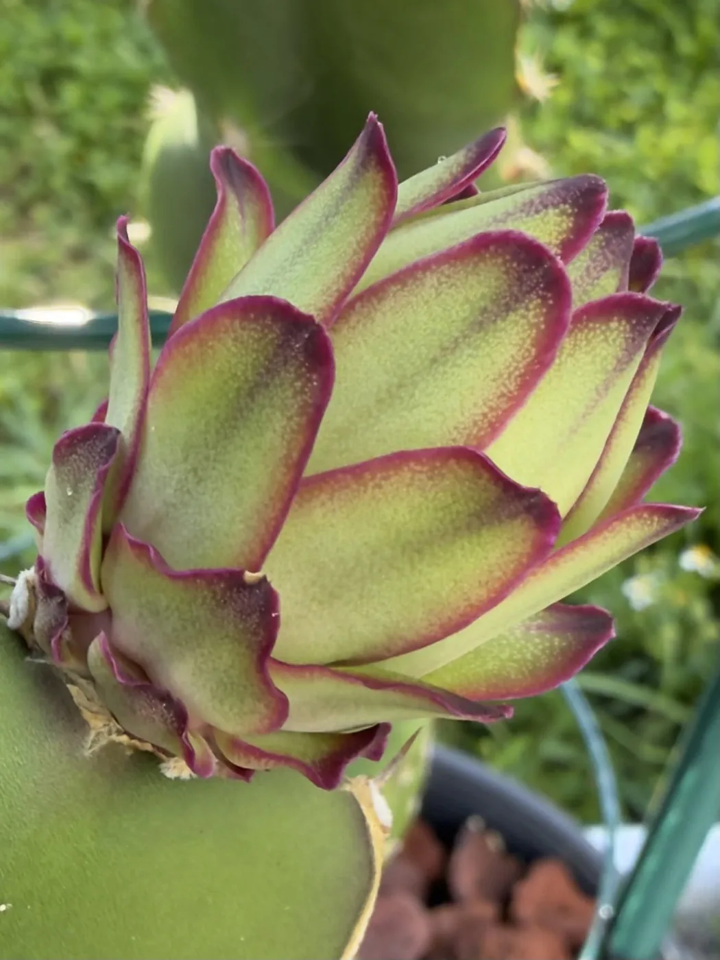 A Bigfoot flower bud on the plant, its green scales edged and tipped in deep magenta.