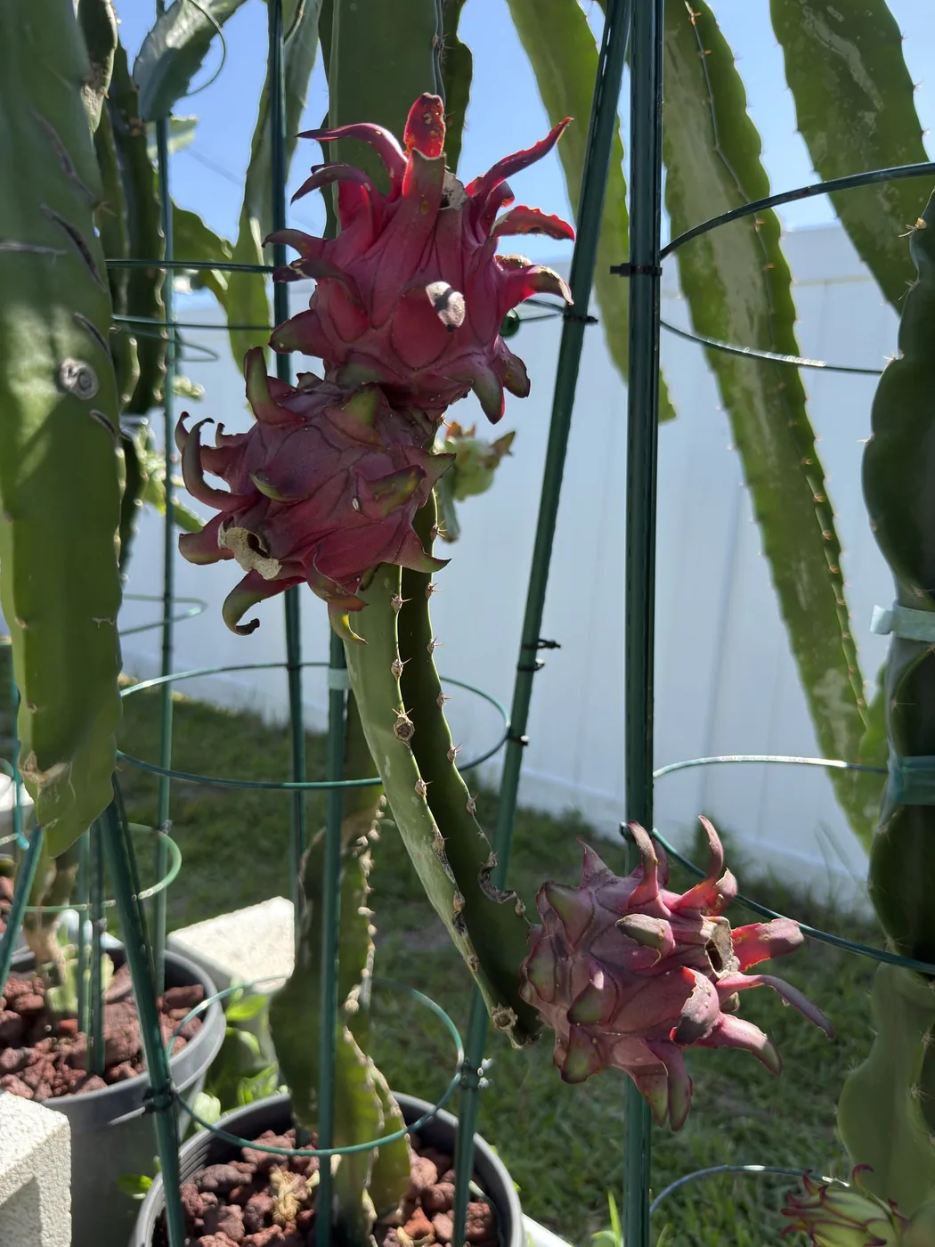 A Bigfoot fruit ripening on the plant, deep crimson red with green-tipped bracts, on a staked stem.
