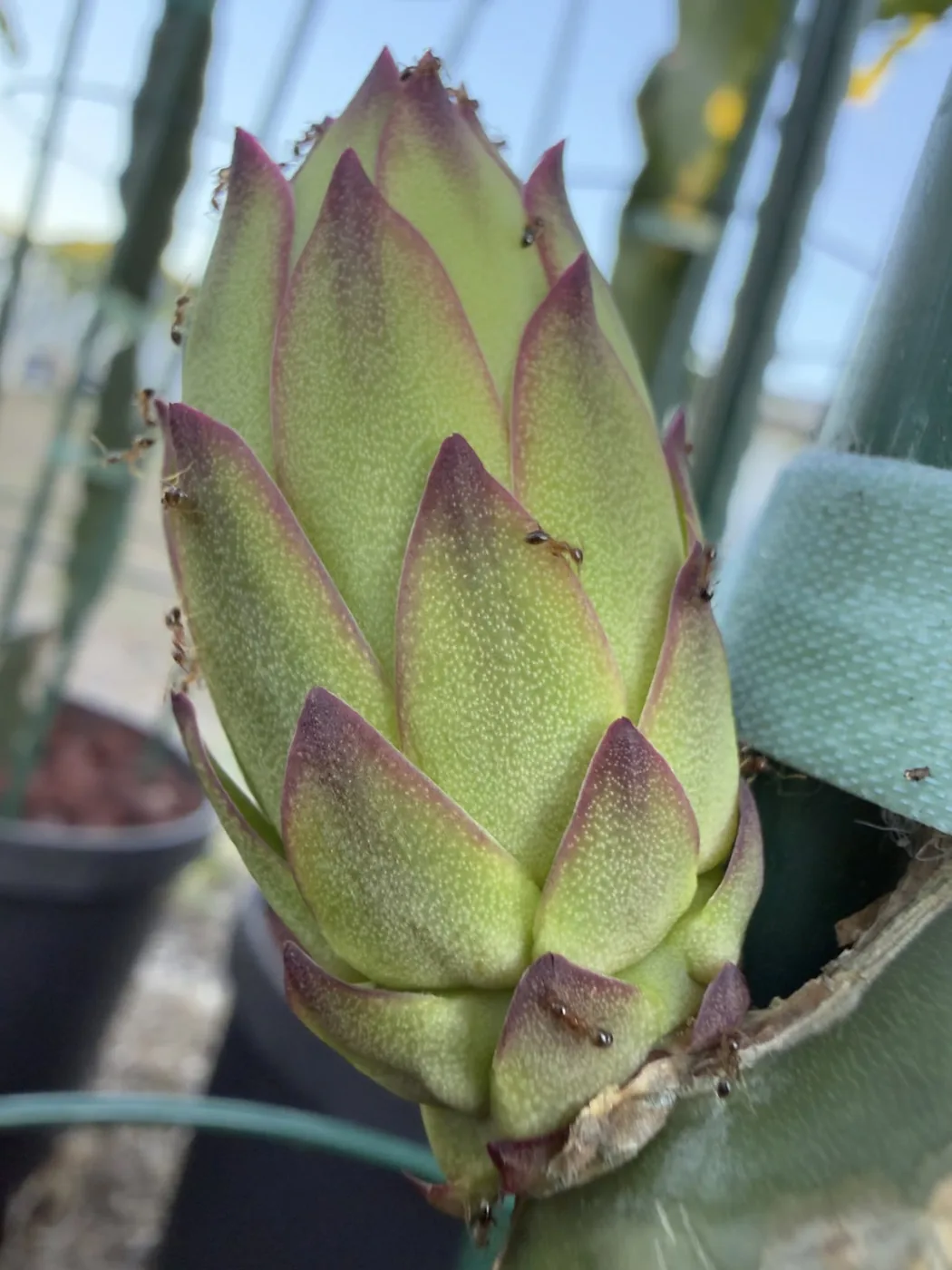 A tall Lake Atitlan flower bud on the plant, its green scales tipped in deep magenta.