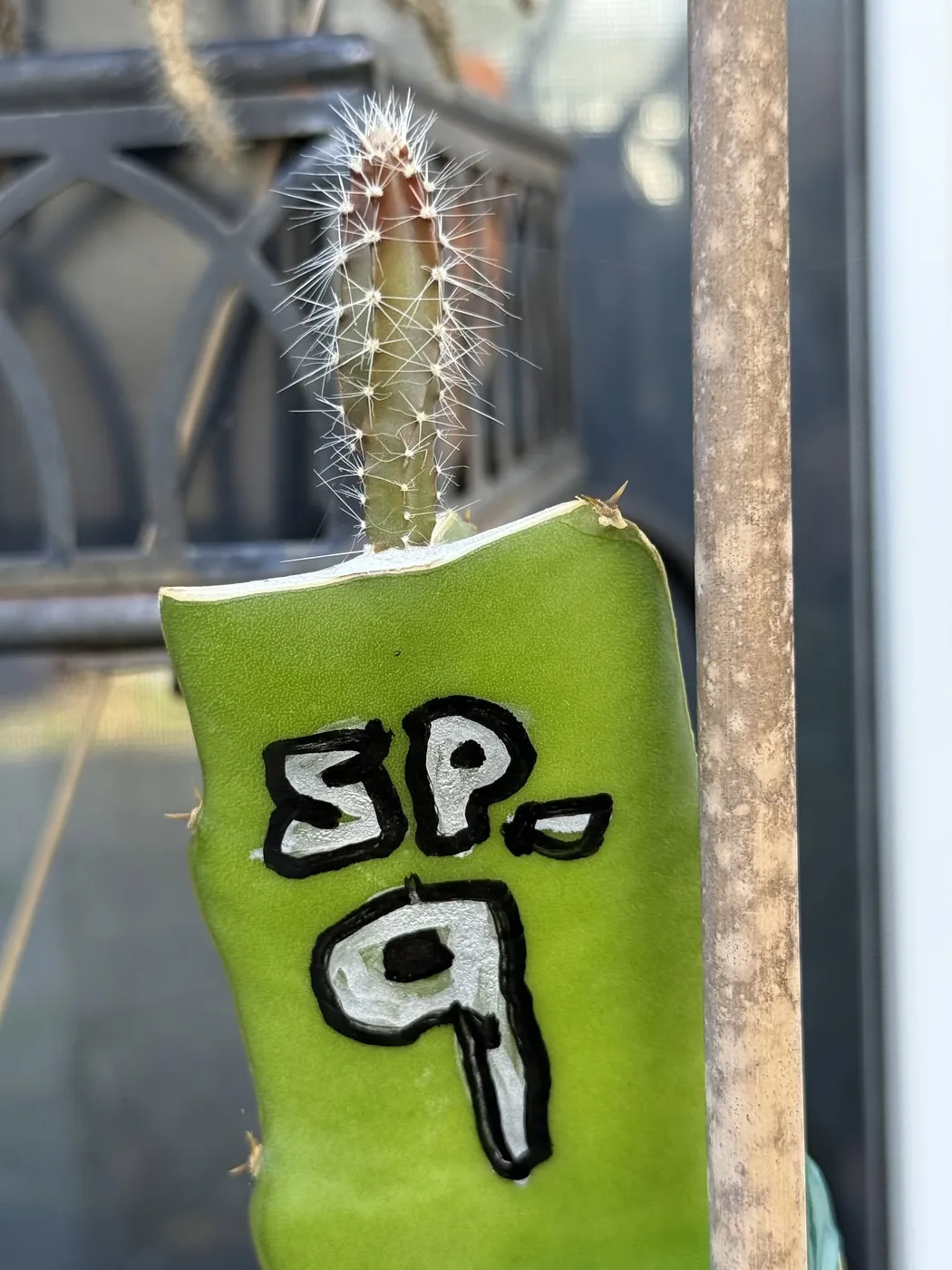 A dragon fruit cutting labelled SP-9 in white paint marker.
