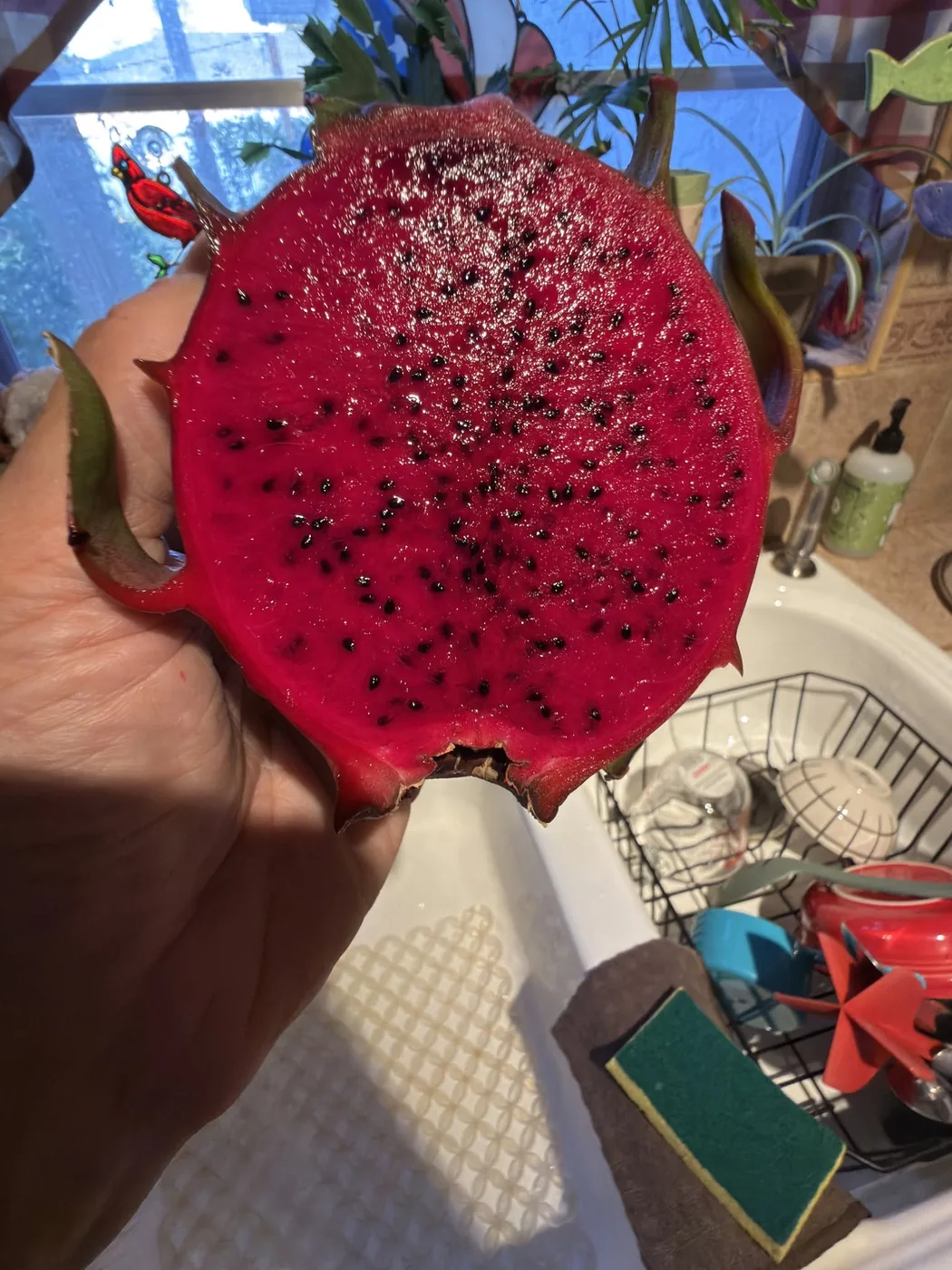 A Plumb Crazy fruit cut open in the hand, its flesh a deep magenta flecked with fine black seeds.