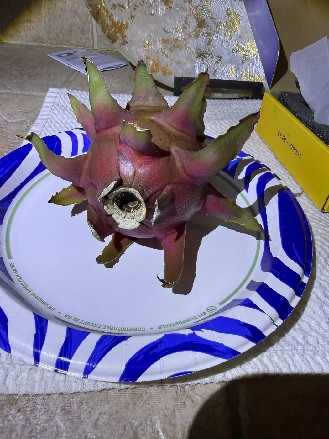 A whole Plumb Crazy fruit on a blue-striped plate, its skin magenta with green-tipped bracts.