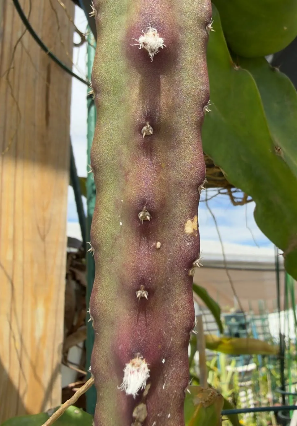 A dragon fruit branch with magenta colouring running the length of its lime-green ribs.
