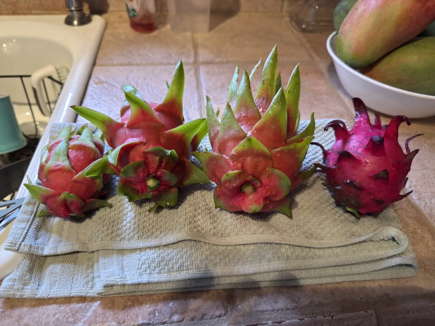 A row of ripe dragon fruit laid out on the counter, ready to be cut for the tasting.