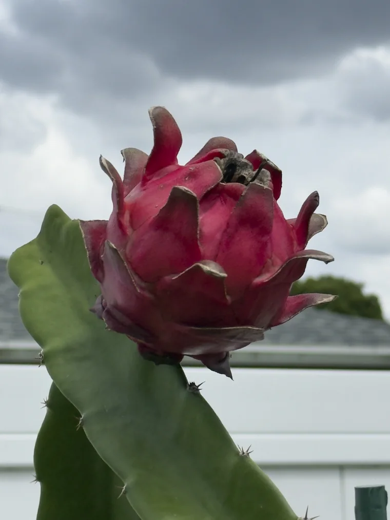 A Florida Man fruit ripening on the plant — deep pink, its bracts curling outward, held up on a thick green stem against an overcast Florida sky.
