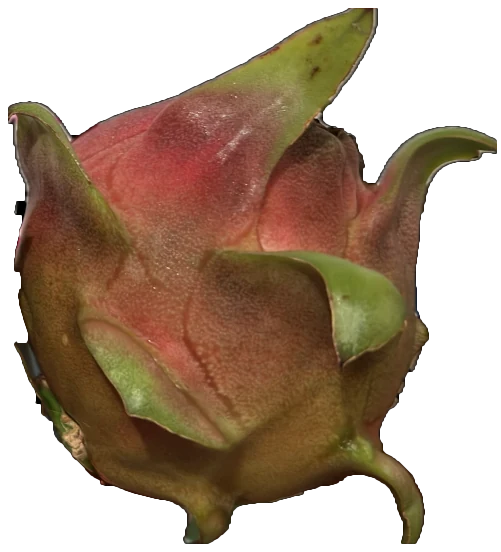 A whole Florida Man dragon fruit, showing the skin color and the shape of its scales.