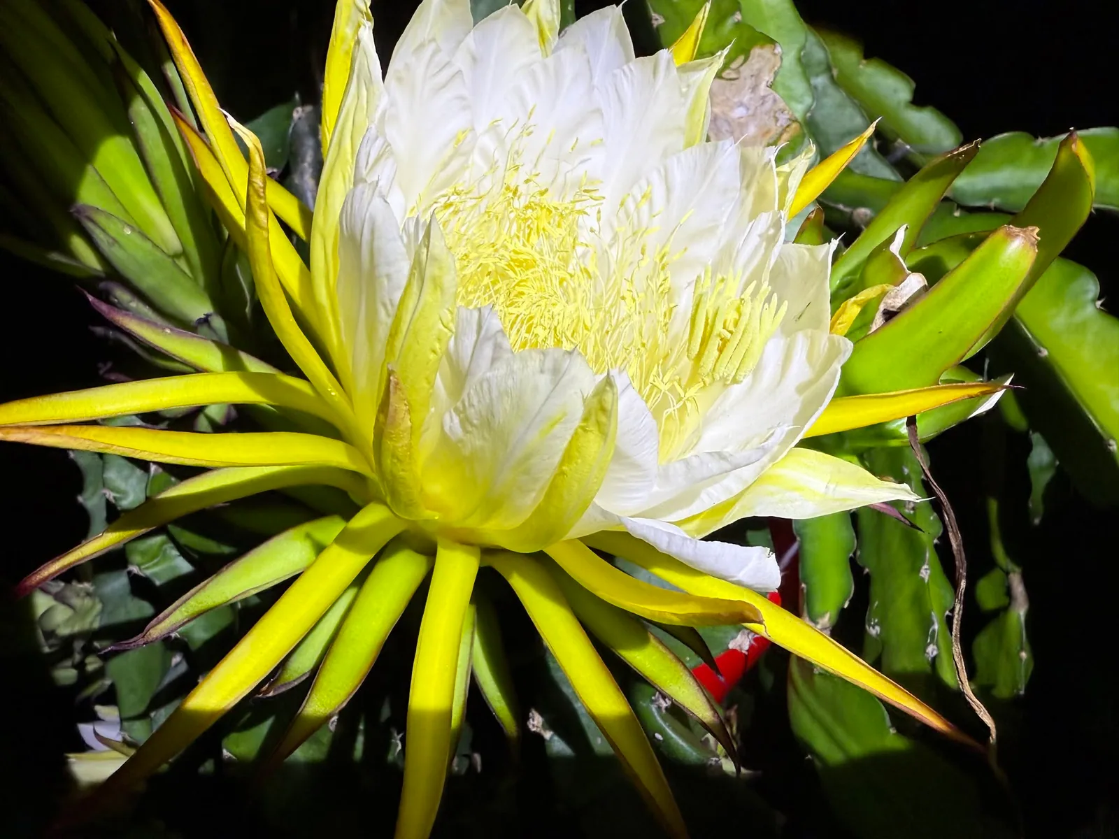 A white dragon fruit flower fully open at night, its yellow outer rays spread wide against the dark.