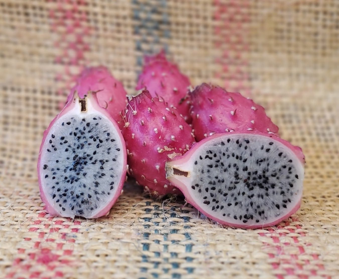 Three dragon fruit side by side on burlap, two cut open — white flesh flecked with black seeds inside hot-pink skins.
