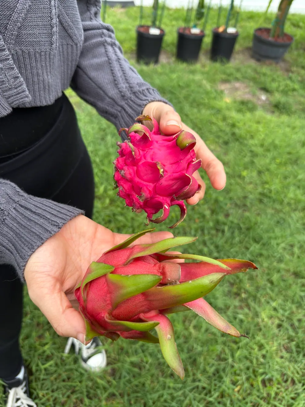 One hand holding a ripe magenta dragon fruit, the other a flower, over the nursery grass.