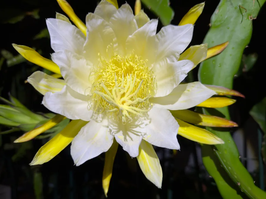 A cream-white night bloom, its outer rays yellow, against black.
