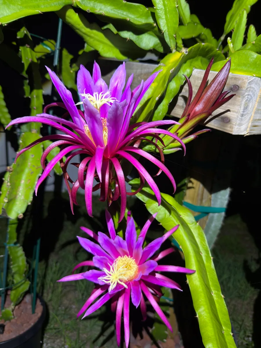Two violet night blooms open on the plant, green stems behind them.