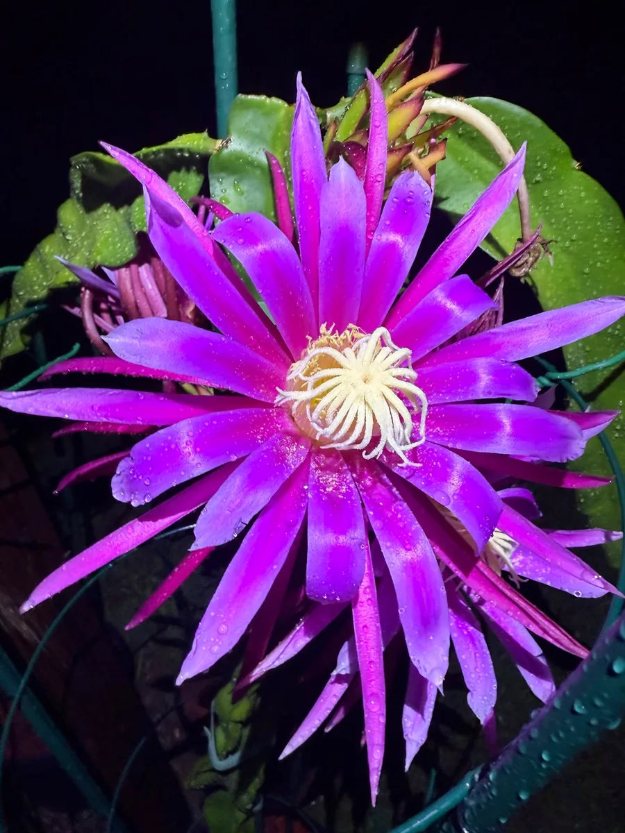 A night bloom with purple petals streaked magenta, wide open against the dark.