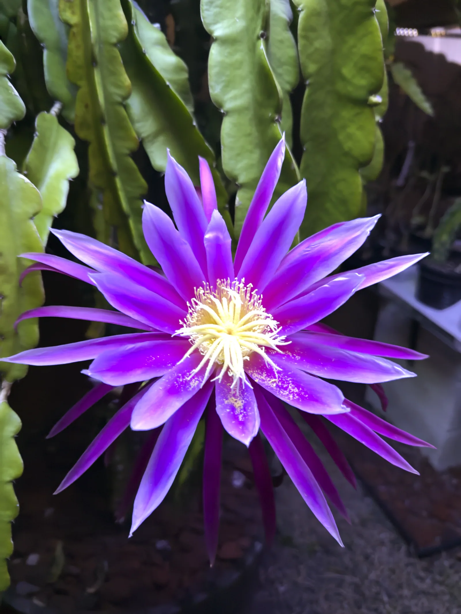 A Stenopterus Hybrid flower open at night — a violet star of narrow petals around a crown of cream stamens, the plant's green stems behind it.