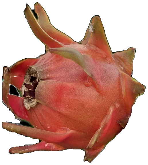 A whole Peachy Keen dragon fruit, showing the skin color and the shape of its scales.