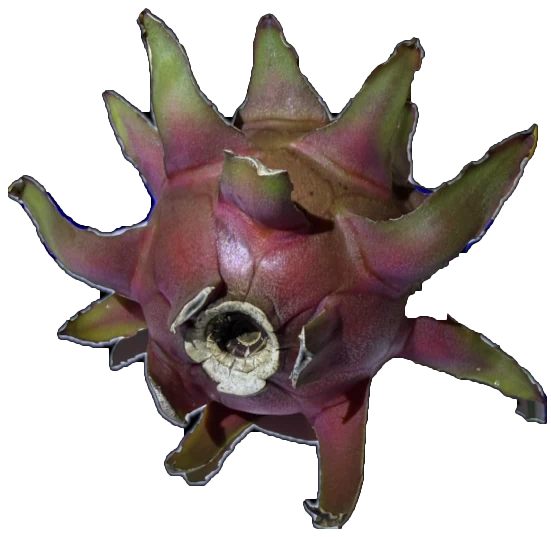 A whole Plumb Crazy dragon fruit, showing the skin color and the shape of its scales.