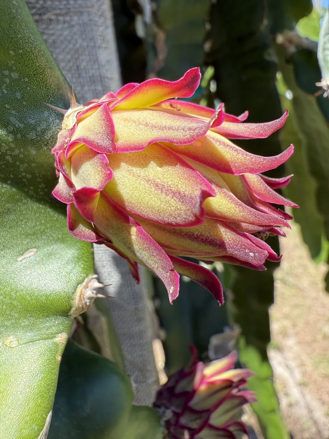 A Selenicereus Purpusii flower bud beginning to open, its magenta-tipped scales curling back from pale yellow-green petals.